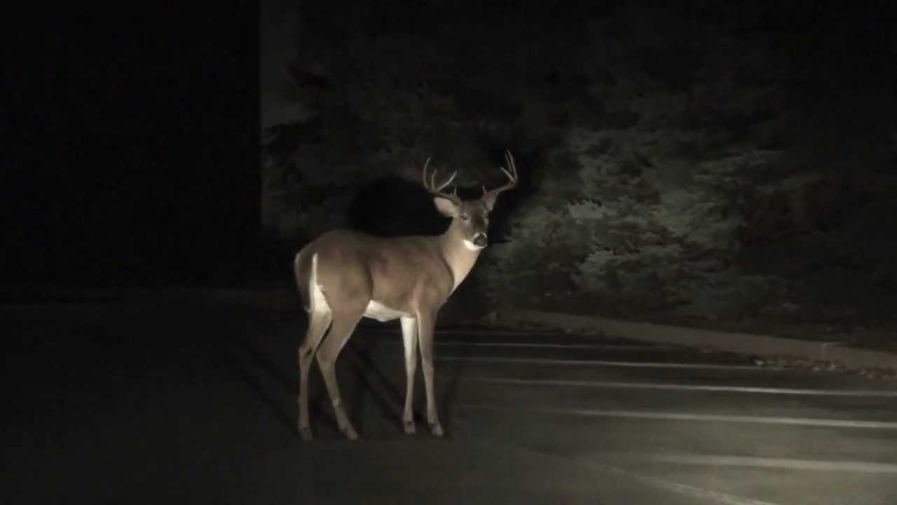 Deer In The Headlights: A True Story And Cautionary Tale